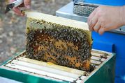 Ульи для пчел,  пасеки,  пчелоинвентарь,  вощина из Мурома