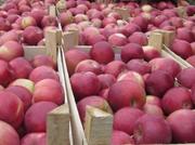 Яблоки 10 000 тонн,  слива,  виноград,  грецкий орех