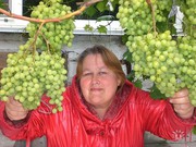 Саженцы местного винограда и пр.садовых культур
