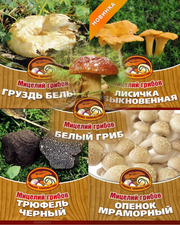 Продаю мицелий (семена) грибов