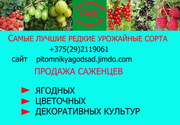 Саженцы клубники почтой -лучшие сорта  из питомника Белоруссии